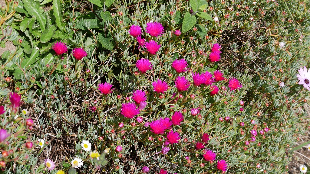 2025-05-06_11h-42m_285.JPG - Griffes de sorcières en fleur