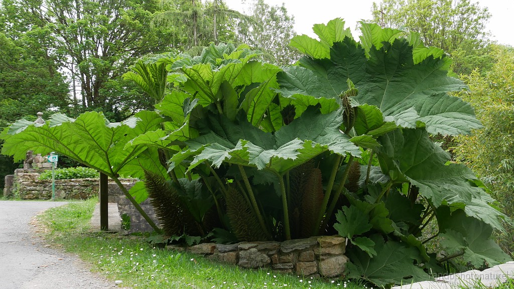 2025-05-07_11h-17m_331.JPG - Le gunnera ou rhubarbe géante du Brésil