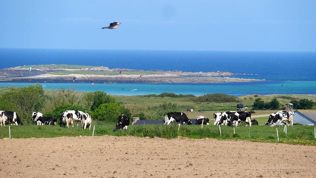2025-05-09_11h-27m_409.JPG - Vaches sur fond de mer