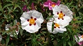 2025-05-08_13h-09m_392