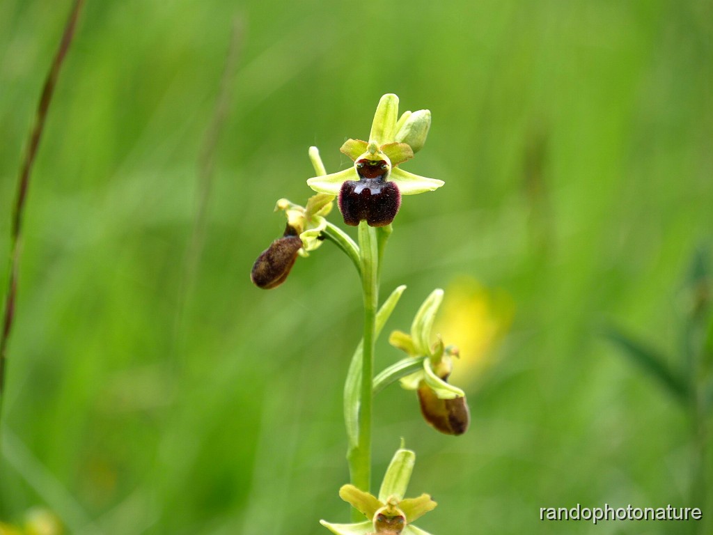 2019-05-16_15h-38m-21s_032.jpg - Ophrys araignée