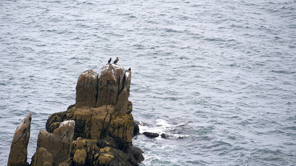 2022-05-03-11h-52m-59s_163.JPG - Cormorans