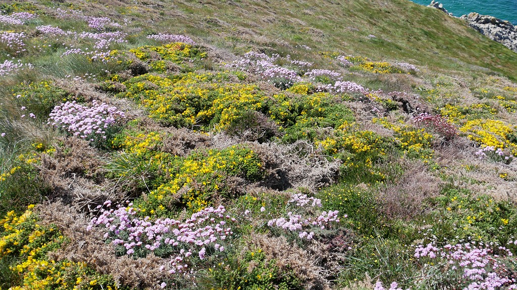 2022-05-04-15h-47m-59s_245.JPG - La lande fleurie