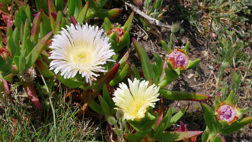 2022-05-06-14h-19m-53s_400.JPG - Griffes de sorcières en fleur (plante invasive, originaire d'Afrique du Sud)