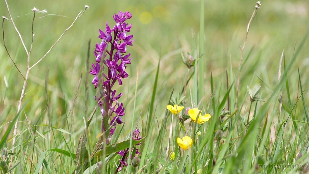 2022-05-07-14h-05m-05s_459.JPG - Orchidée