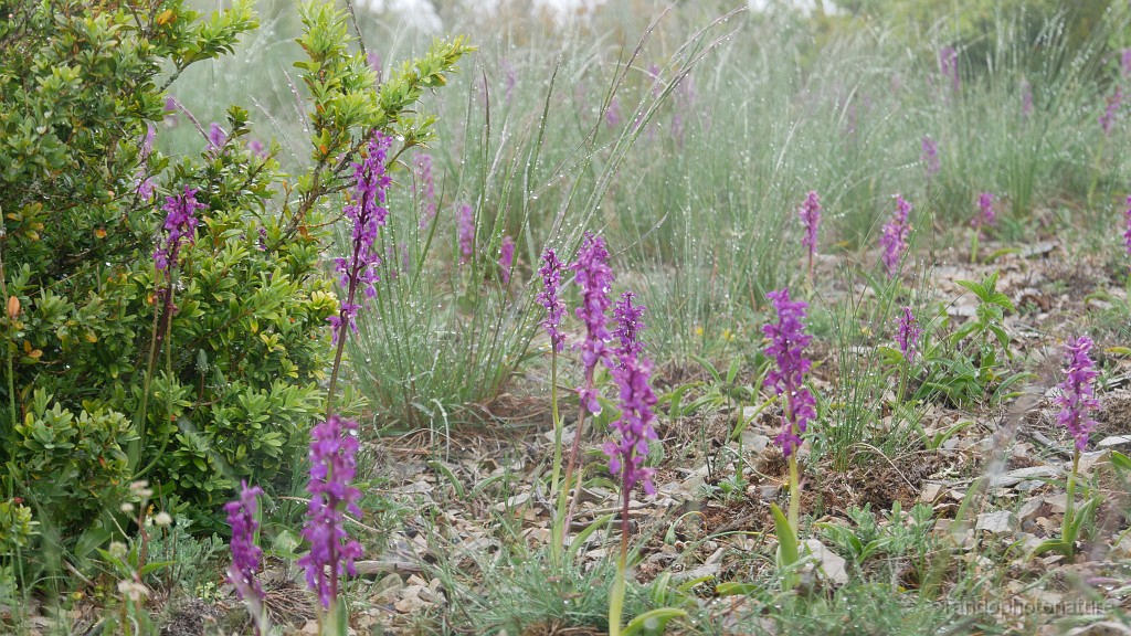 2023-05-21-09h-35m-32s_009.JPG - Départ sous la pluie au col de Pierre Plate et déjà les premières orchidées