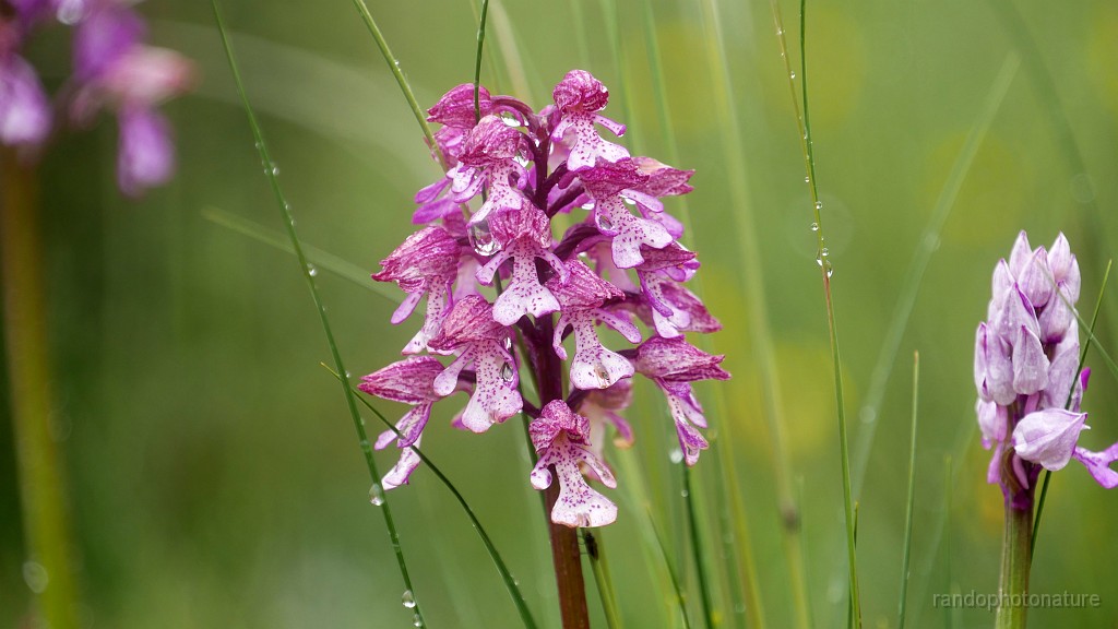 2023-05-21-12h-23m-10s_018.JPG - Orchis militaire