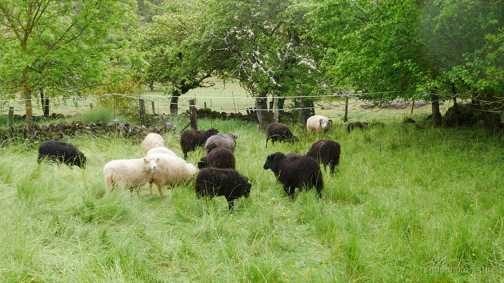 2023-05-21-12h-31m-03s_020.JPG - Moutons à Poujols