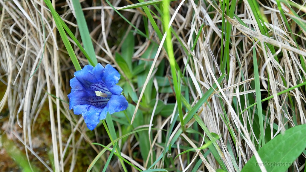 2023-05-23-11h-31m-01s_169.JPG - Gentiane bleue