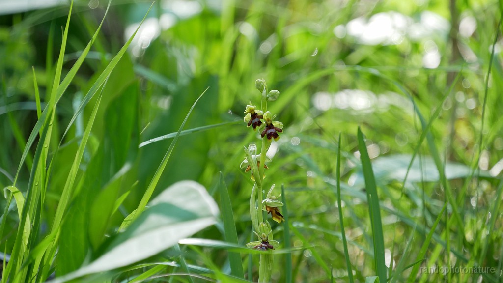 2023-05-23-11h-34m-26s_172.JPG - Ophrys d'Aymonin : endémique des causses