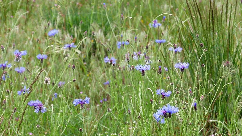 2023-05-23-14h-00m-40s_180.JPG - Beau bouquet de bleuets