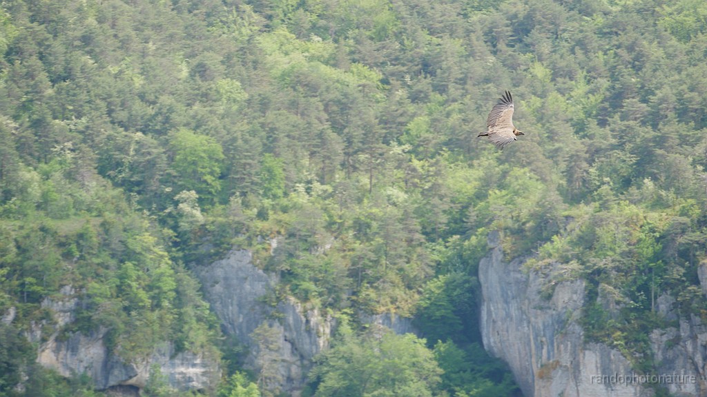 2023-05-24-15h-55m-43s_258.JPG - Vautour fauve au vol