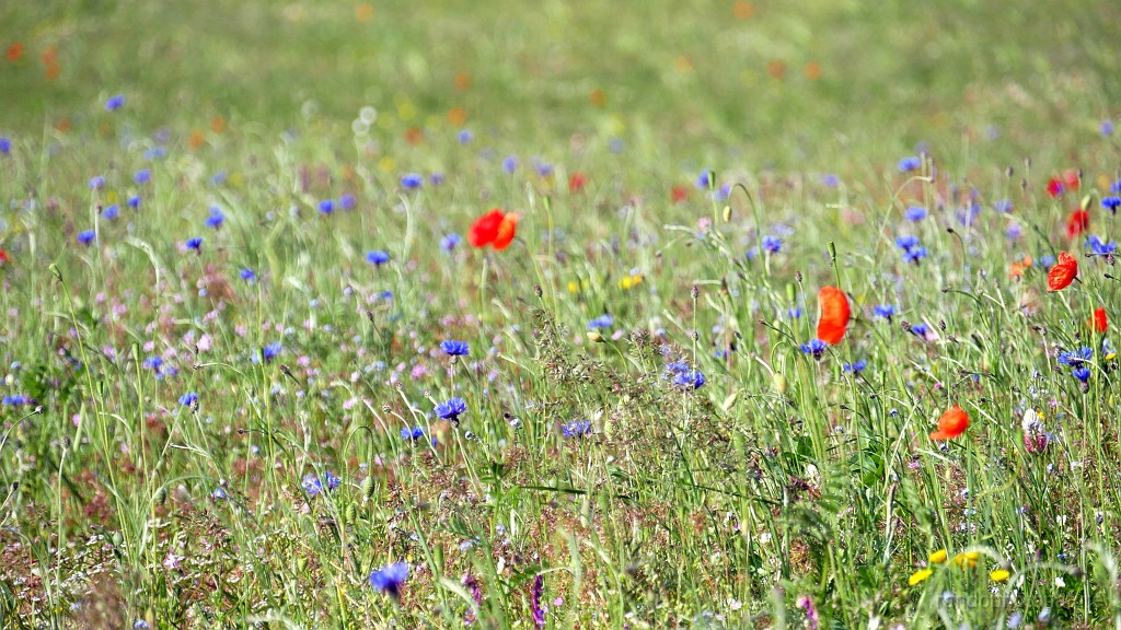 2023-05-25-09h-34m-34s_276.JPG - Encore des bleuets