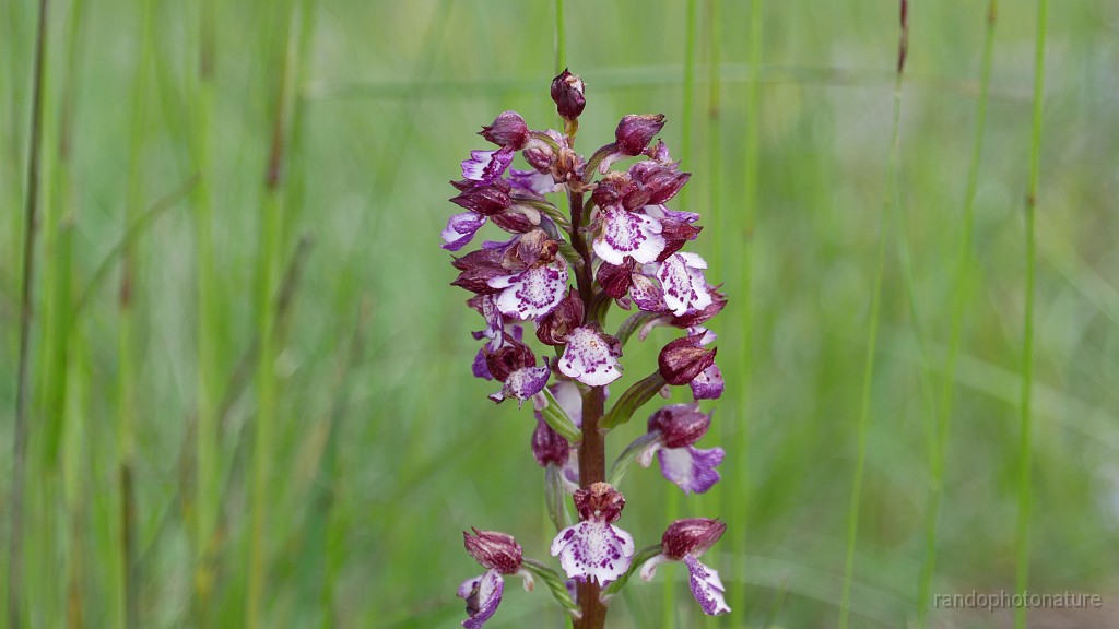 2023-05-25-11h-22m-18s_284.JPG - Orchis pourpre