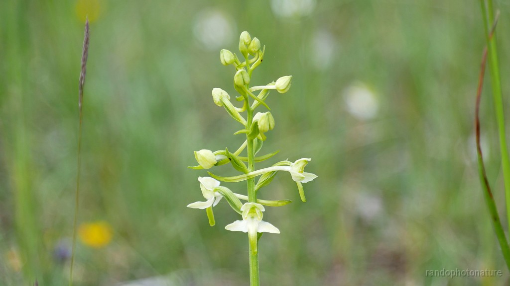 2023-05-25-11h-22m-53s_285.JPG - Plantathère à deux  feuilles