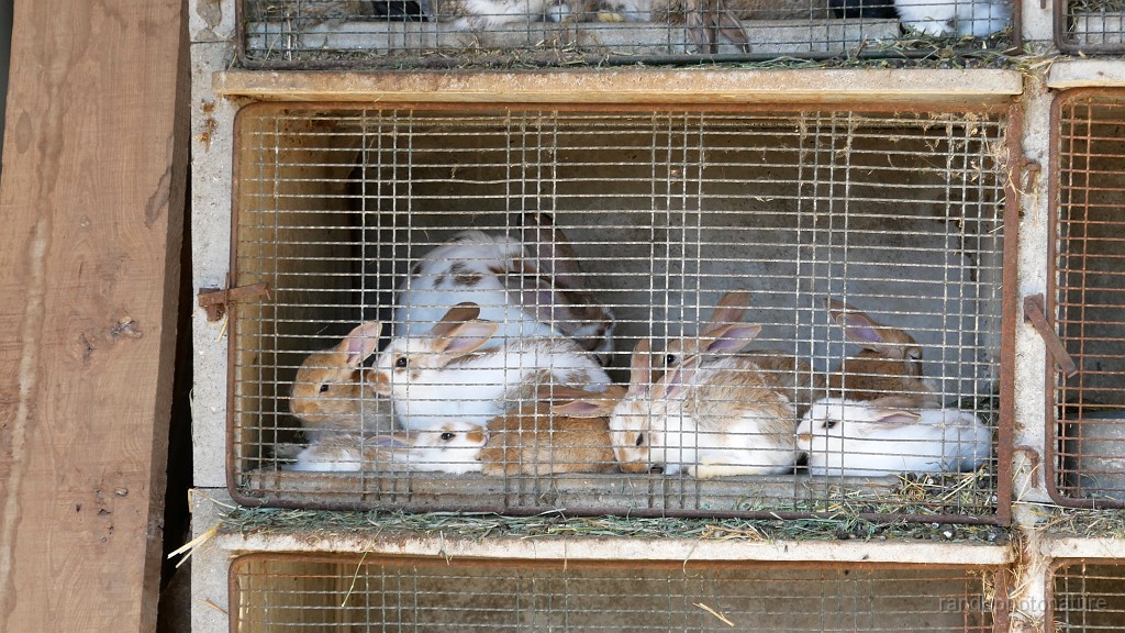 2023-05-26-10h-32m-01s_312.JPG - Des lapins à croquer
