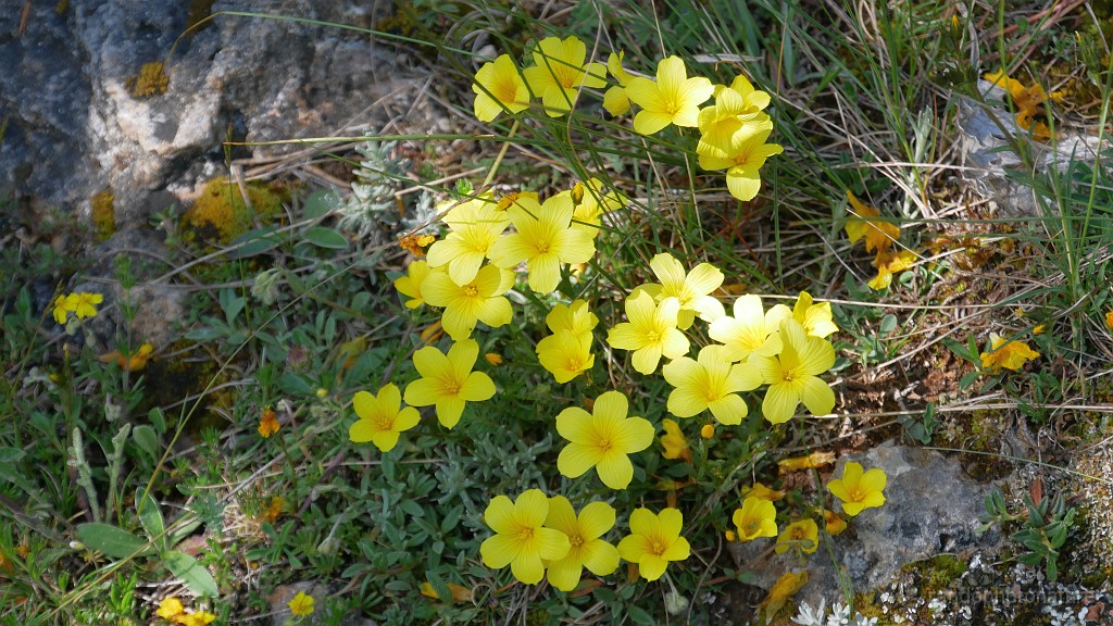 2023-05-26-10h-48m-12s_316.JPG - Bouquet jaune