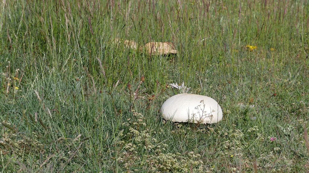 2023-05-27-09h-06m-44s_362.JPG - Champignons gigantesques