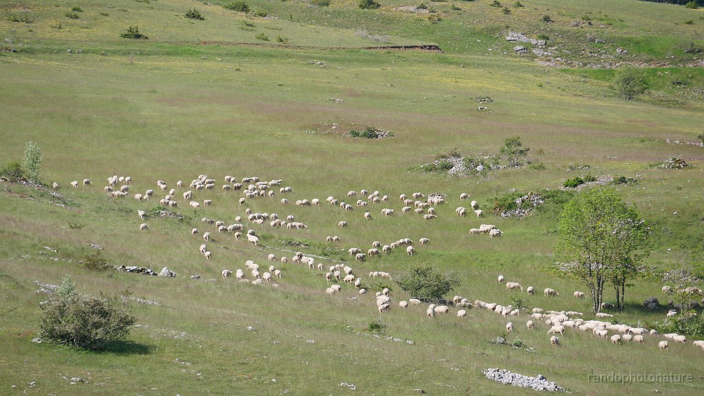 2023-05-27-09h-57m-16s_369.JPG - Troupeau