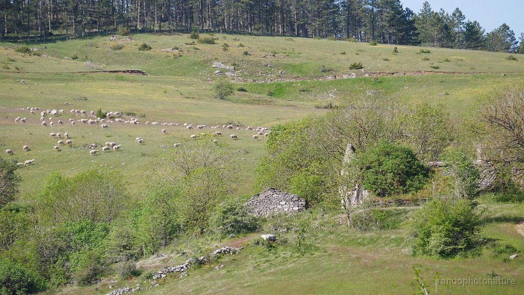 2023-05-27-10h-00m-14s_370.JPG - Troupeau et maisons en ruine de Cros-Roux
