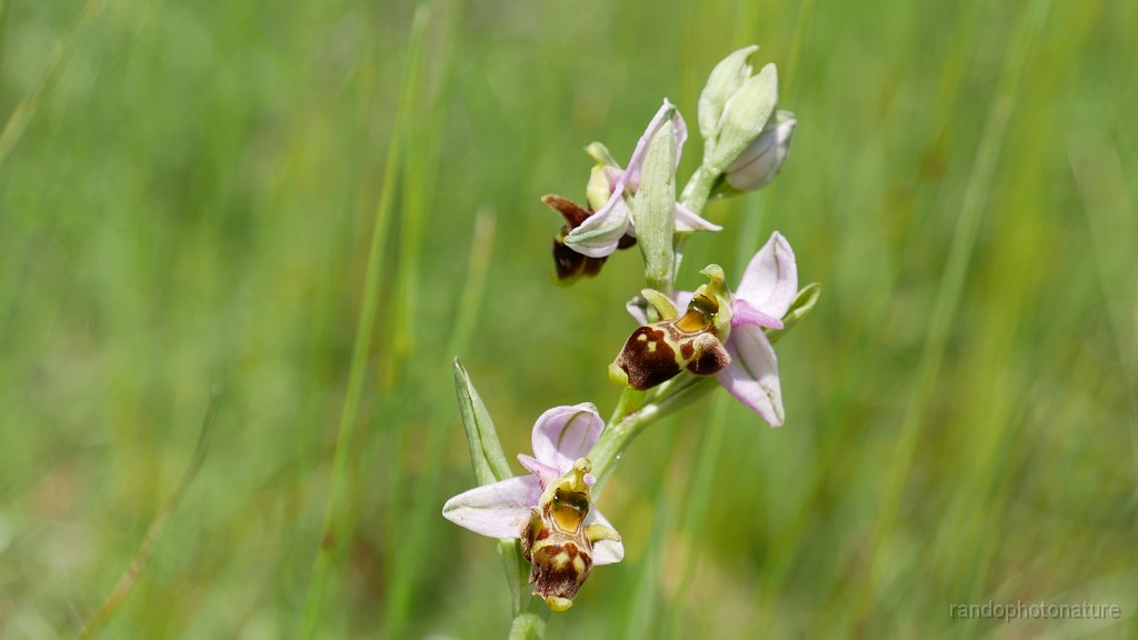 2023-05-27-15h-01m-07s_390.JPG - Et encore de belles découverts : ophrys bécasse