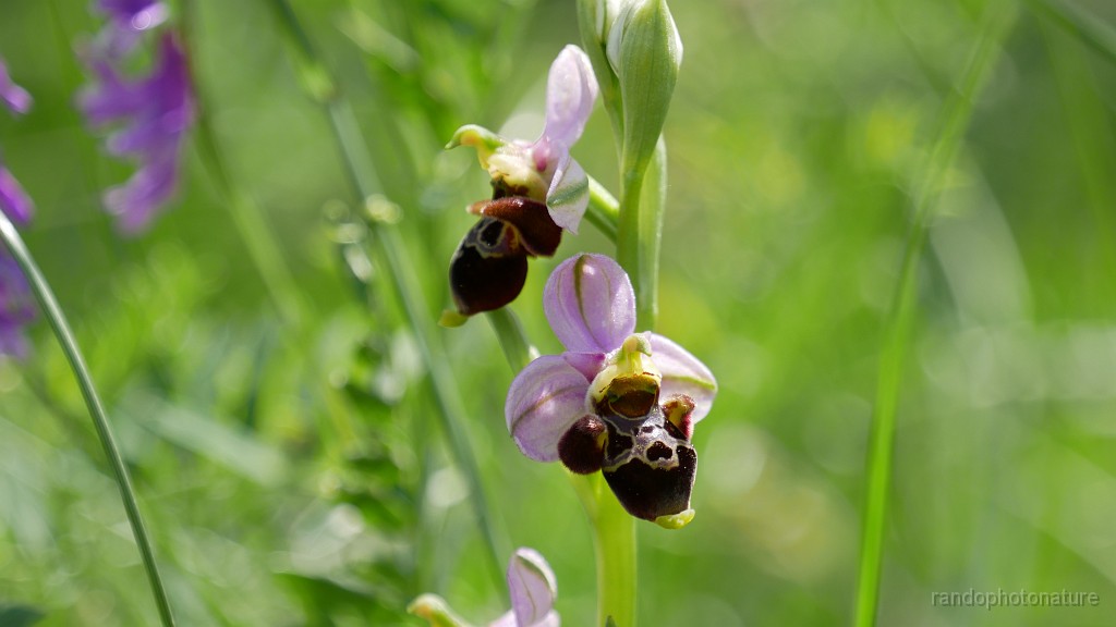 2023-05-27-15h-12m-46s_395.JPG - Une dernière orchidée : ophrys bécasse