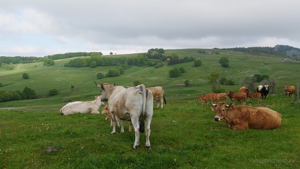 2021-06-08_09h-16m-13s_122.JPG - Vaches et prairies de fauche