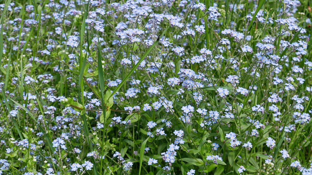 2021-06-08_15h-04m-56s_213.JPG - Myosotis