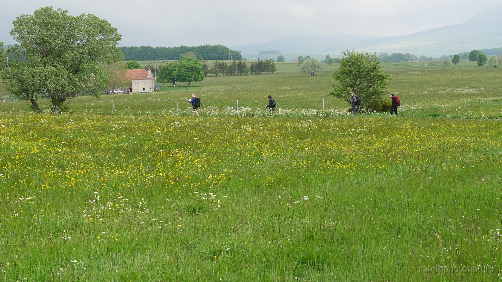 2021-06-09_09h-13m-30s_239.JPG - Prés fleuris