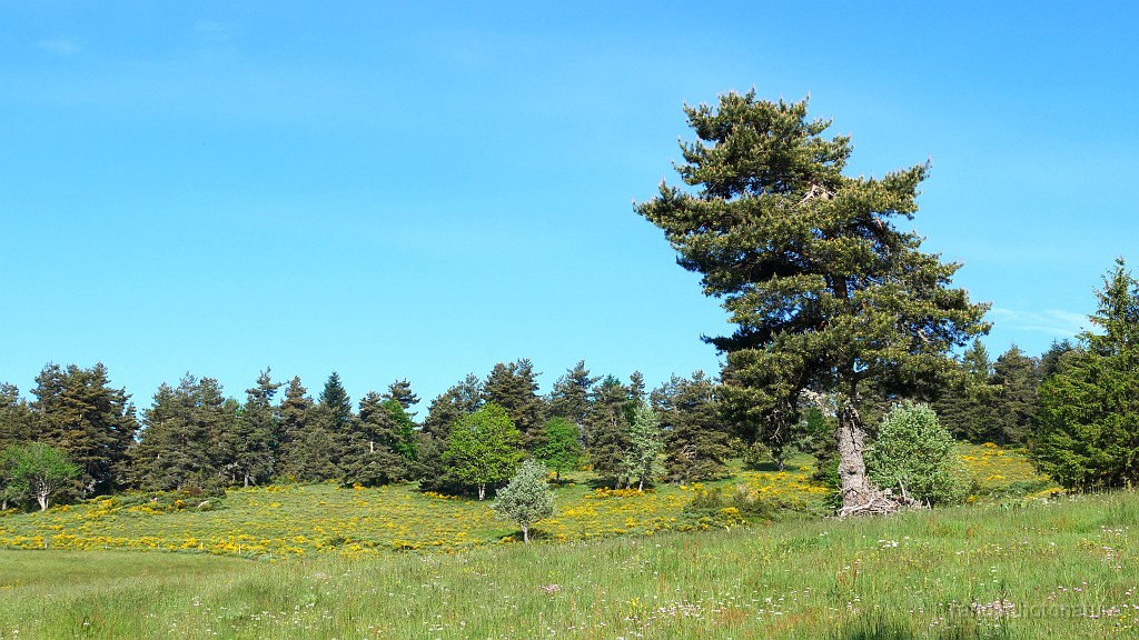 2021-06-11_09h-04m-49s_304.JPG - Serre de Blanchon