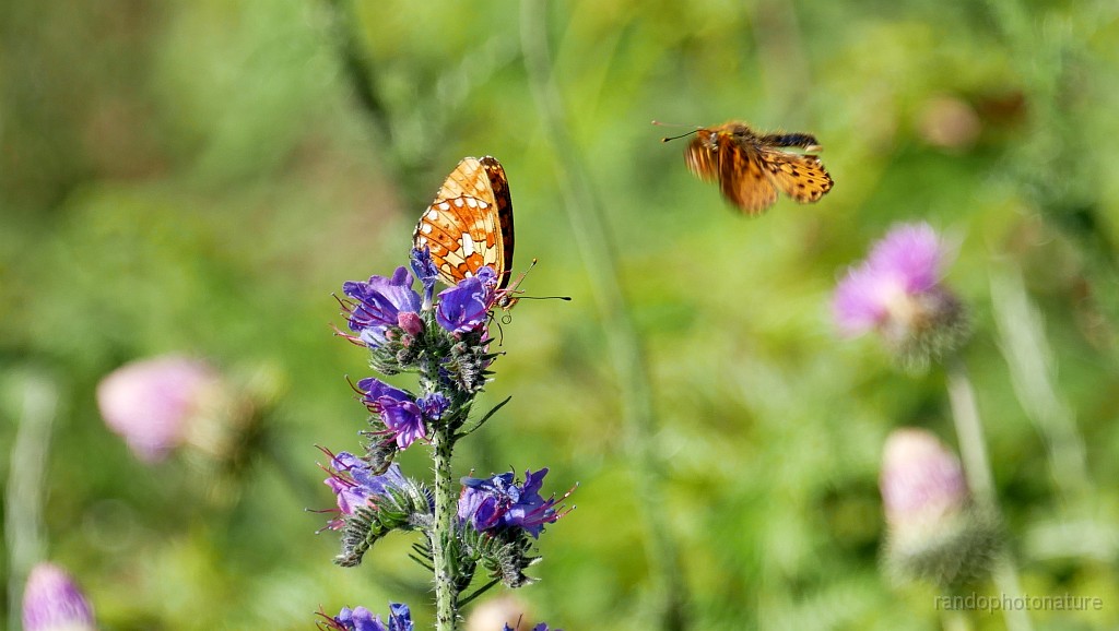 2021-06-12_09h-53m-42s_348.JPG - Papillons sur vipérine