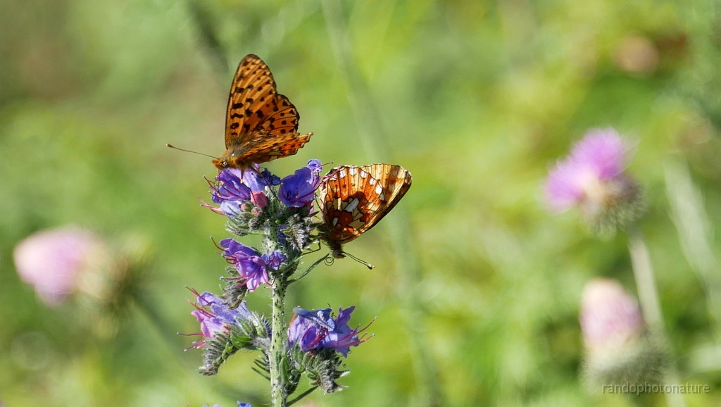 2021-06-12_09h-53m-48s_351.JPG - Papillons sur vipérine