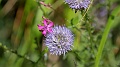 2021-06-06_11h-26m-22s_041