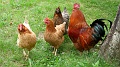 2021-06-06_15h-35m-41s_069