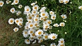 2021-06-07_09h-50m-10s_095