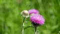 2021-06-12_09h-49m-28s_341