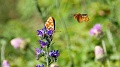 2021-06-12_09h-53m-42s_348