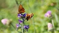 2021-06-12_09h-53m-48s_351