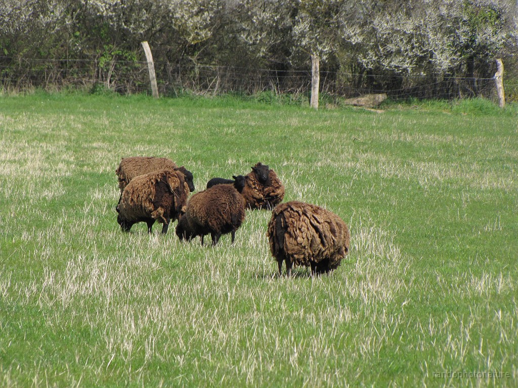 2018-04-22_11h-40m-49s_101.JPG - Mouton de race Ouessant