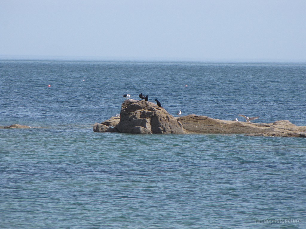 2018-04-22_12h-19m-49s_106.JPG - Cormorans et goelands