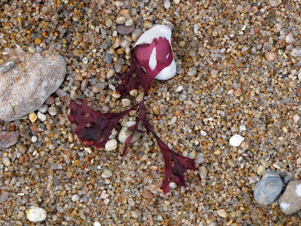 2018-04-23_11h-40m-34s_153.JPG - Algue rouge
