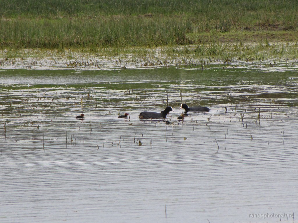 2018-04-23_14h-07m-40s_171.JPG - Famille foulque