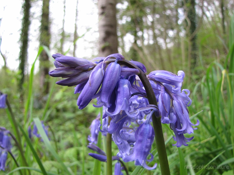 2014-04-28_10h-16m-30s_140.JPG - Jacinthe des bois