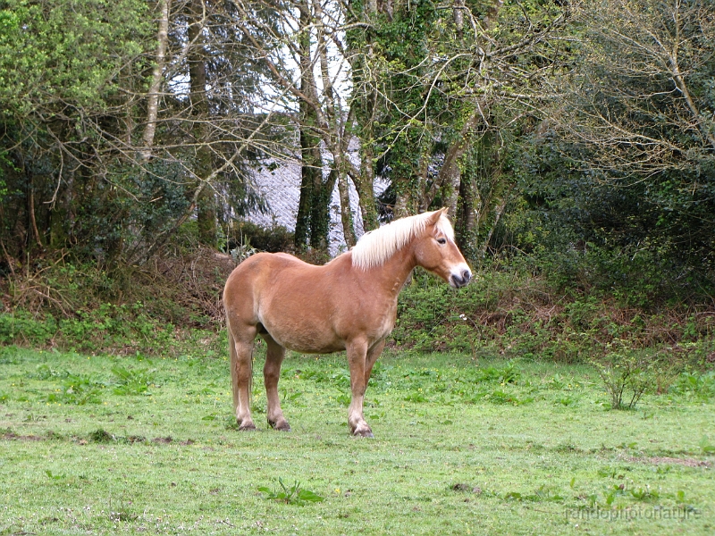 2014-04-29_08h-54m-42s_183.JPG - Au gîte de Moguerou
