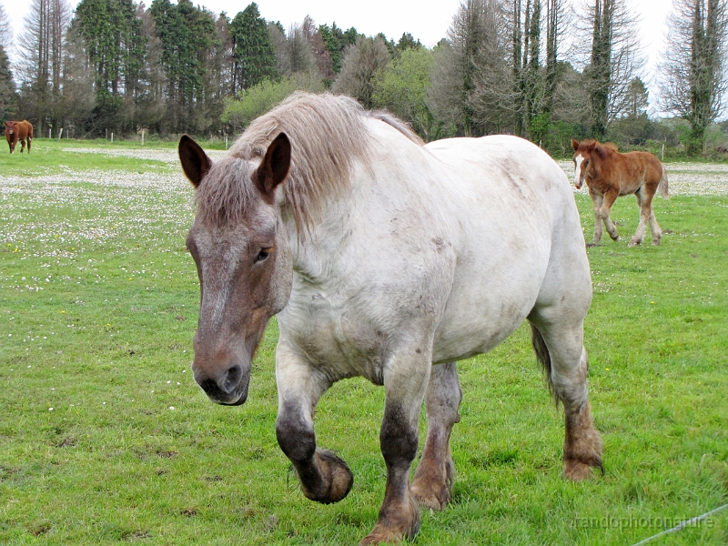 2014-04-29_11h-15m-22s_209.JPG - Menez Meur : cheval breton