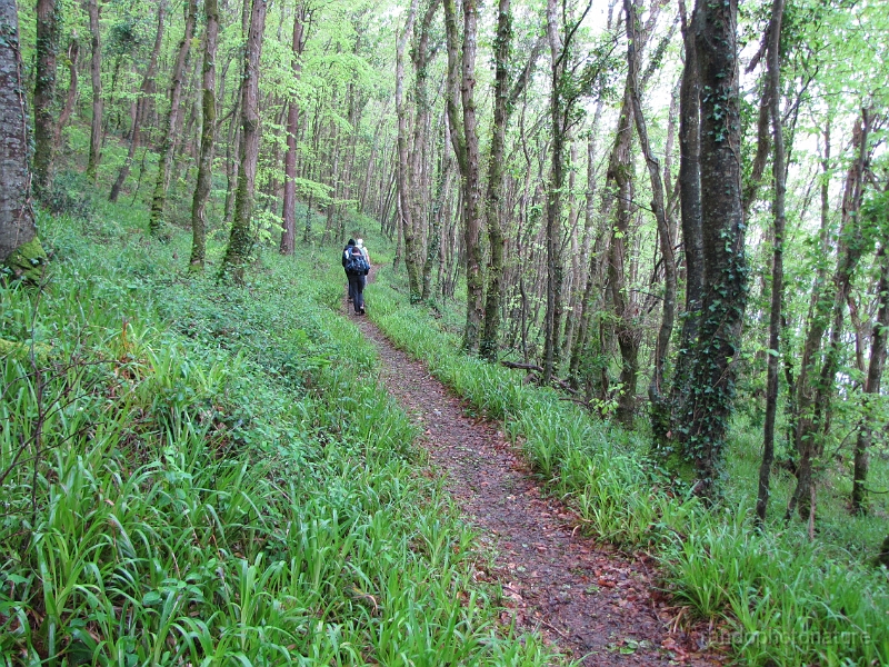 2014-05-01_10h-01m-02s_269.JPG - Bois du Loc'h (réserve biologique intégrale)