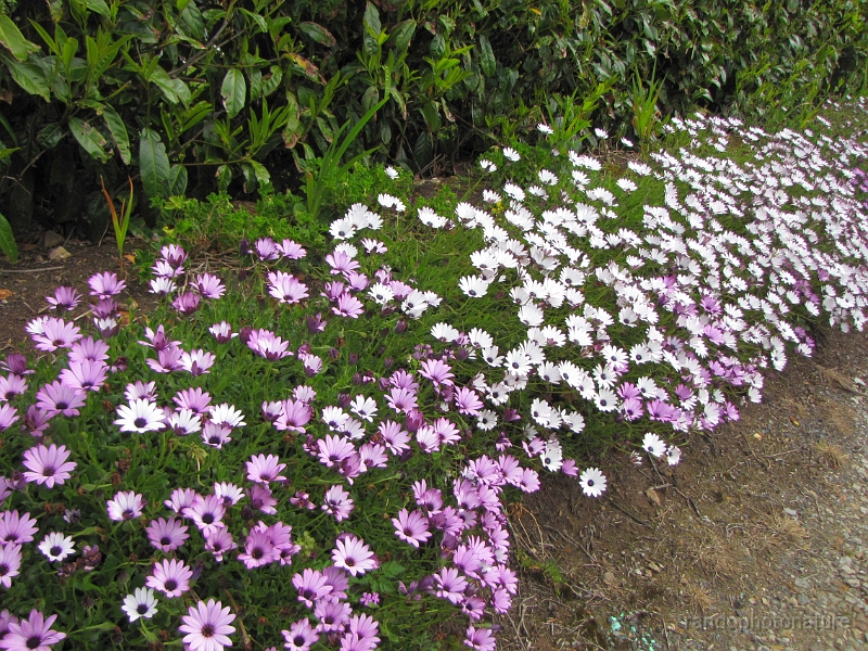 2014-05-02_11h-03m-27s_307.JPG - Belle bordure