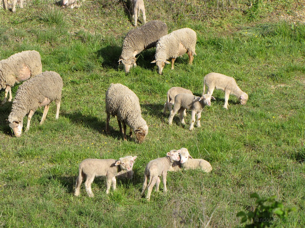 2017-04-15_09h-38m-33s_009.JPG - Moutons et agneaux