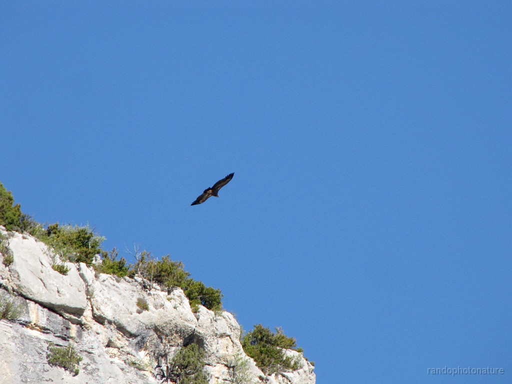 2017-04-21_09h-43m-11s_390.JPG - Vautour