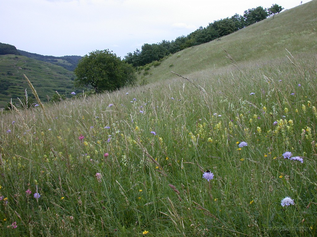 2008-06-15_14h51m27s_008.JPG - Dans les prés